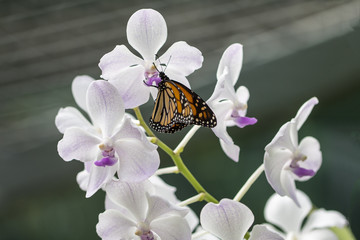 Monarch Butterfly and White Orchid