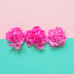 three buds of peonies on pink and turquoise background. fashion minimal concept of beauty