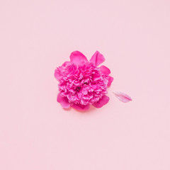 Fototapeta na wymiar the peony flower is one next to the petal. the concept of full pink color
