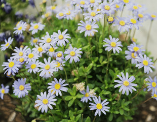 Fototapeta premium blue chamomile.Pyrethrum