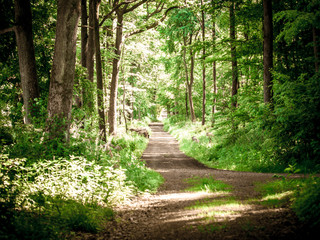 Fototapeta premium Waldweg