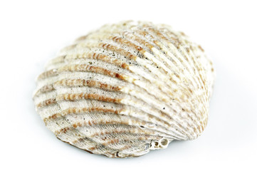 The colours of this slightly faded sea shell stand out against its white background.