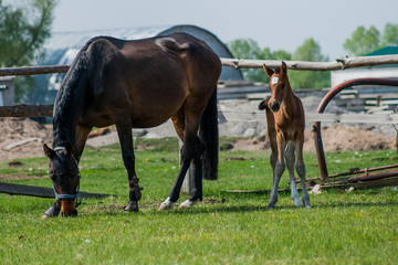 Horse foal walking in a meadow