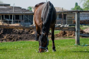 Horse foal walking in a meadow