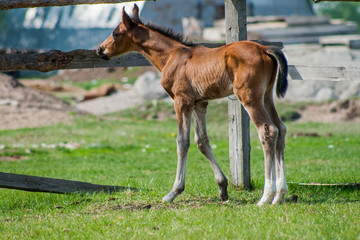 Horse foal walking in a meadow