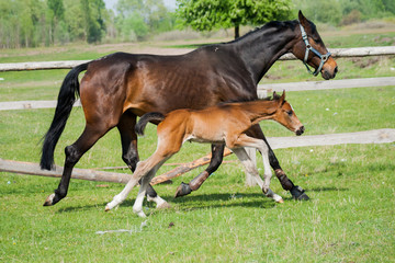 Horse foal walking in a meadow