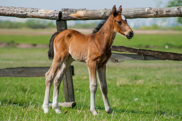 Horse foal walking in a meadow