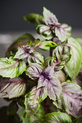 Red basil plant in pot on the black wooden background. Selective focus.