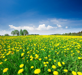 Yellow flowers field under blue cloudy sky