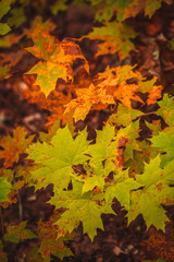 autumn leaves yellow and green of the tree