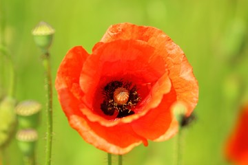 Fototapeta premium Poppy