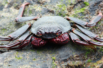 TIERE_2495_rote_Klippenkrabbe