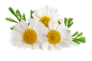 Fototapeta Three chamomile or daisies with leaves isolated on white background obraz