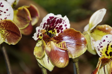 Nahaufnahme von einer mehrfarbigen Orchidee