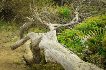 Alter Baumstamm in Sanddüne