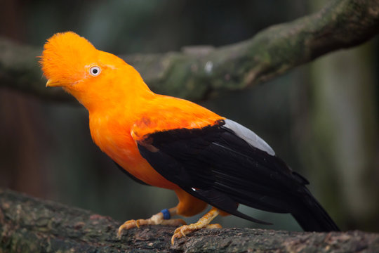 Andean cock-of-the-rock (Rupicola peruvianus)