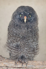 Great grey owl (Strix nebulosa)