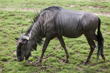 Blue wildebeests (Connochaetes taurinus)