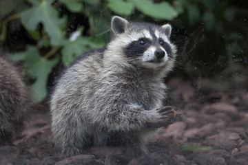 Fototapeta premium Raccoon (Procyon lotor)