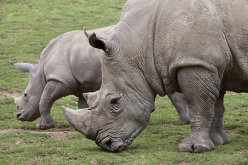 Obraz premium Southern white rhinoceros (Ceratotherium simum).