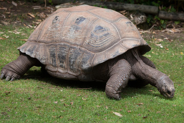 Obraz premium Aldabra giant tortoise (Aldabrachelys gigantea)