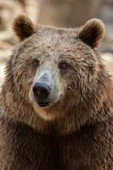 Obraz na płótnie Canvas Eurasian brown bear (Ursus arctos arctos)
