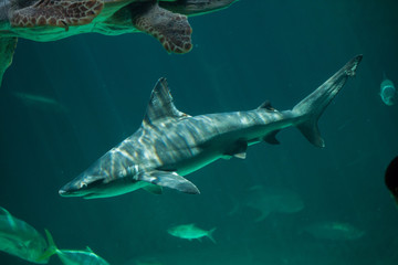 Fototapeta premium Sandbar shark (Carcharhinus plumbeus).