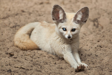 Fototapeta premium Fennec fox (Vulpes zerda).