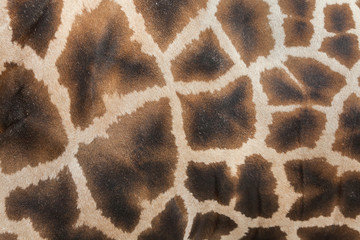 Naklejka premium Żyrafa (Giraffa camelopardalis). Tekstura skóry