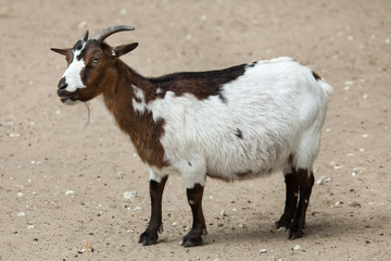 Naklejka na ściany i meble Domestic goat (Capra aegagrus hircus).