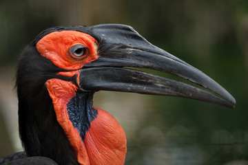 Southern ground hornbill (Bucorvus leadbeateri) © Vladimir Wrangel