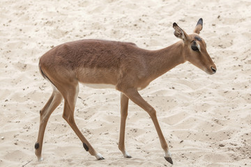 Impala (Aepyceros melampus).