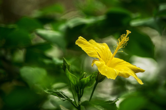 Yellow Hibiscus