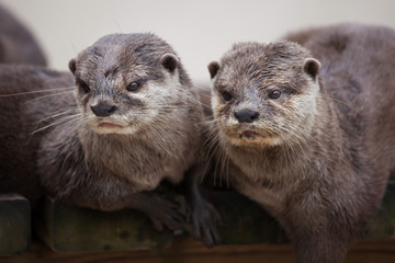 Oriental small-clawed otter (Amblonyx cinereus)