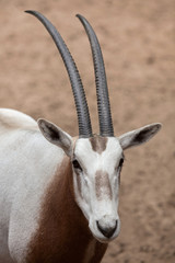 Scimitar oryx (Oryx dammah)