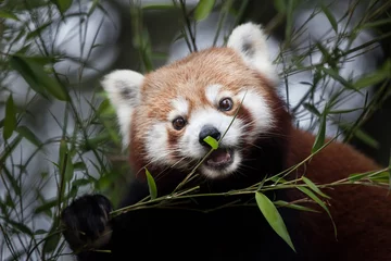 Crédence de cuisine en verre imprimé Panda Panda roux de l& 39 Ouest (Ailurus fulgens fulgens)