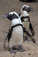 African penguin (Spheniscus demersus)
