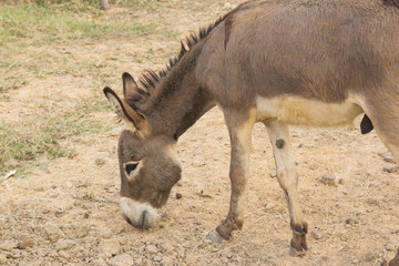 Dwarf Horse in farm Eating grass
