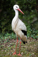 White stork (Ciconia ciconia).
