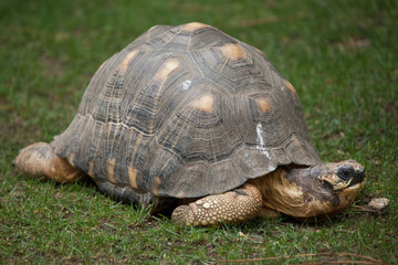 Radiated tortoise (Astrochelys radiata).