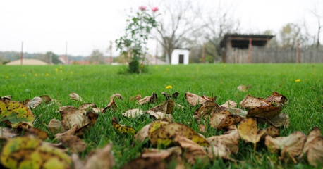 Fallen leaves in the grass