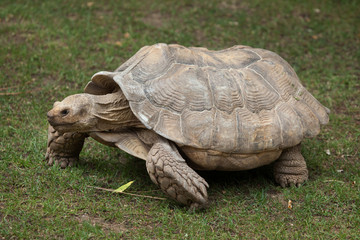 African spurred tortoise (Centrochelys sulcata)