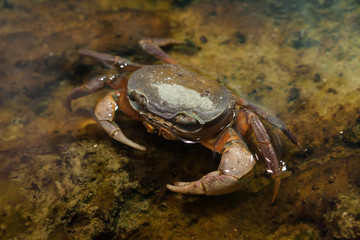 Blackback land crab (Gecarcinus lateralis)