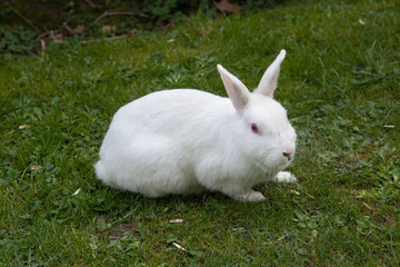 White rabbit. Albino laboratory animal of the domestic rabbit (Oryctolagus cuniculus). © Vladimir Wrangel