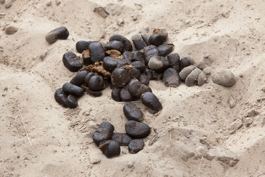 Fototapeta Excrements of the Grevy's zebra (Equus grevyi)
