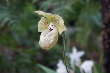 Eine weiße aufgeblühte Orchidee