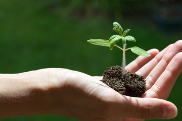Hand holding a growing young plant, green background, new life, gardening, environment and ecology concept