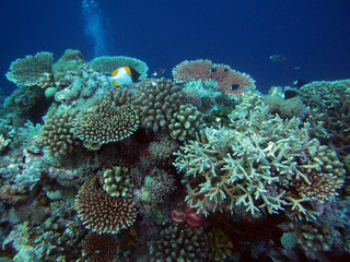 Dense coral found at coral reef area in Layang-layang Island, Sabah, Malaysia