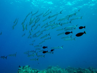 School of barracuda swimming around coral reef area at Layang-layang Island, Sabah, Malaysia