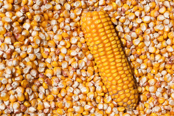 Dried corn with a head as a background. Top view